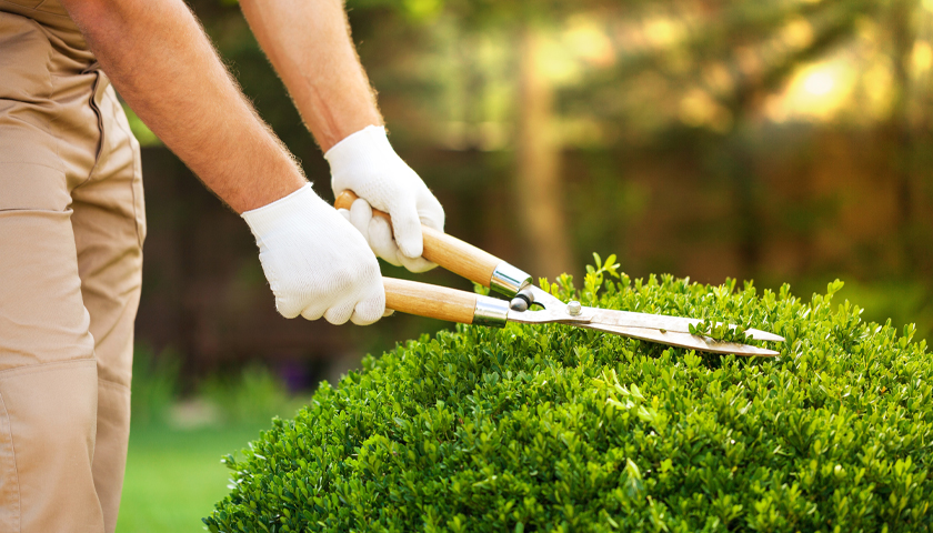 Garden Maintenance